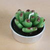 Simulated Succulent Candle Aromatherapy