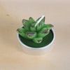 Simulated Succulent Candle Aromatherapy