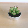 Simulated Succulent Candle Aromatherapy