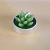 Simulated Succulent Candle Aromatherapy